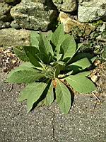 Molene Bouillon blanc (1)